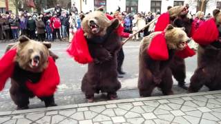 Urșii din Comănești  Bear dance Traditional Romanian [upl. by Zoi]