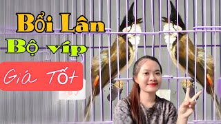 39 BỔI VIPBỘ LƯNG QCÁNH XỆ SUNG ĐẤU GẤU CHIẾN PHÁCH ĐẤU DÀN TỐ CHẤT ĐÁNG GỘT [upl. by Vanni369]