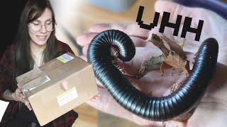 im afraid of my new pets GIANT African Millipedes UNBOXING setup care Archispirostreptus gigas [upl. by Nalla]