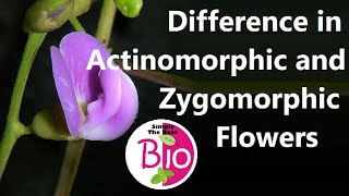 Difference between Actinomorphic and Zygomorphic flowers by Simply The Best BIO [upl. by Eveam287]