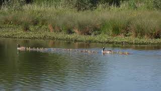 Grote Canadese Gans Greater Canada Goose Branta canadensis [upl. by Mochun349]