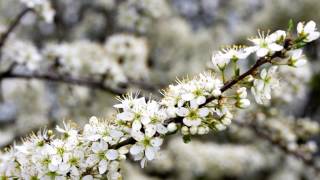 Biancospino proprietà benefiche usi e controindicazioni [upl. by Nirac]