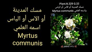 مسك المدينة أو الآس أو الياس اسمه العلمي Myrtus communis [upl. by Rehsa]