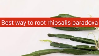 Whats the best way to root rhipsalis paradoxain water or soil [upl. by Zachar]