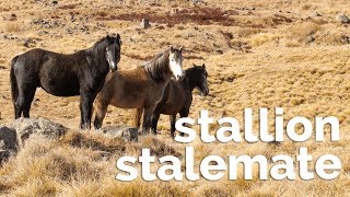 Stallion Stalemate the Story of Australia’s Heritage Horses [upl. by Sadnak332]