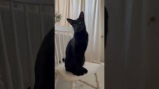 Talking oriental shorthair cat sits upon his throne and shouts orders osiristheoriental [upl. by Miun]