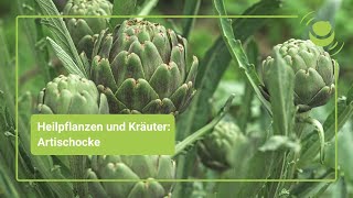 Artischocke – Alles was du über ihre Wirkung wissen solltest [upl. by Judith]