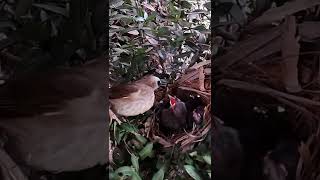 Yellowvented bulbul The two birds open their mouths to eat [upl. by Buddie]