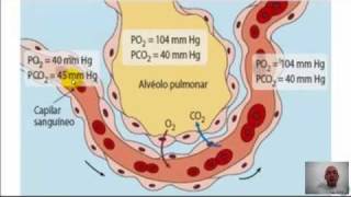 VideoAula Histologia dos Alvéolos e Hematose  22  Professor Totó  Antonio Dégas [upl. by Ahsienom]