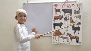 Learn domestic animals name [upl. by Eceinhoj]