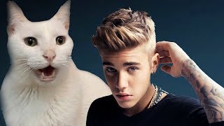 Justin Bieber  All That Matters  Cats Cover [upl. by Lashond]