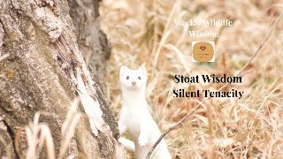 Stoat Wisdom  Silent Tenacity [upl. by Annauj85]