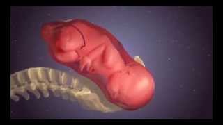 MY 3d Baby birth animation [upl. by Leatri]