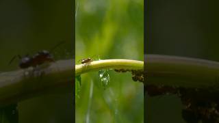 How Ants Can Form Rafts to Survive Floods [upl. by Adnalra837]