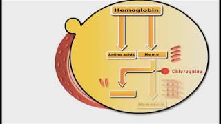 Antimalarial drugs animation Chloroquine [upl. by Bain]