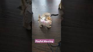 Morning Mayhem Shiloh the Maltipoo vs Rocco the Cat [upl. by Tound563]