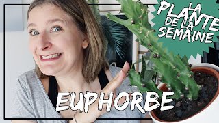 🌿 Les Euphorbes 🌵 conseils dentretien comment les arroser et les rempoter laplantedelasemaine​​​ [upl. by Wayne]