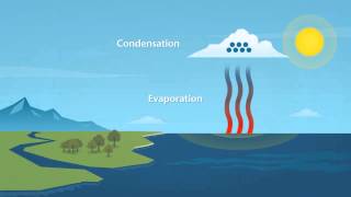 How does rain form and what is the water cycle [upl. by Boj957]