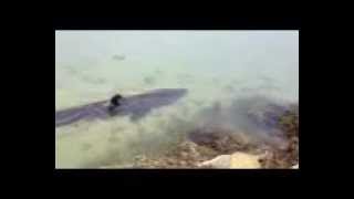 Basking shark seen in Pocasset [upl. by Gottuard]