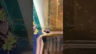 Baby snails in my 150 gallon DIY pond 😎 [upl. by Nirraj]