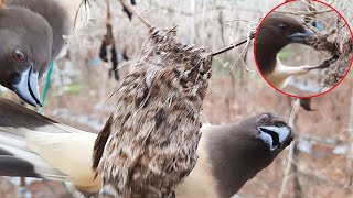 Rufous REAPS OFF Nest to Feed its babies with baby birds  Birds getting Eaten  Nest Attack  EP 17 [upl. by Minny303]