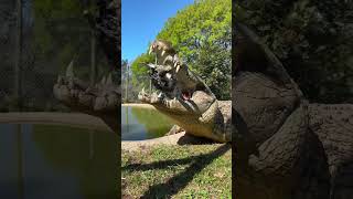 Strongest Bite On The Planet … Nile Crocodile [upl. by Llert]