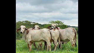 Factores que afectan la tasa de gestación con embriones cebú producidos in vitro en trópico [upl. by Eleik]