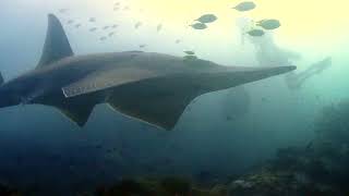 Giant Guitarfish at Shark Point [upl. by Leahcimed200]