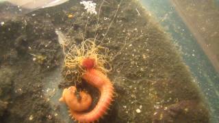 Crazy Spaghetti Worm feeding with tentacles [upl. by Bang691]