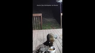 Security Camera Captures Raccoon Stealing Cats Food From Deck [upl. by Aggarwal]