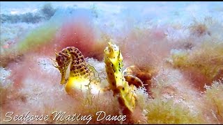 Romantic Seahorse Mating Dance in the Ocean 2016 HD [upl. by Ecirpac]