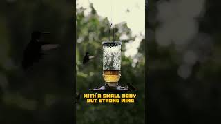 Hummingbirds – Unique Backward Flying Ability [upl. by Hawk]