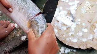 ইলিশ মাছ ভাগীরথীর Ilish fish Ganga river ♥️fishing videos [upl. by Evelunn]