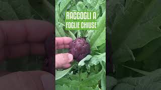 Quando raccogliere i CARCIOFI [upl. by Nomaj]