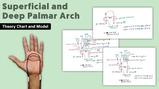 Superficial and Deep Palmar Arch  12  Hand Blood Supply  TCML Anatomy [upl. by Sacha]