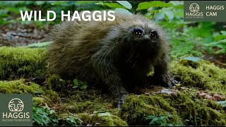 The Fascinating World of Wild Scottish Haggis Animals [upl. by Hiett]