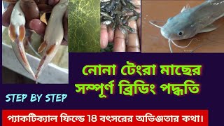 নোনা বা গাং টেংরা মাছের ব্রিডিং পদ্ধতি। How to breed Nona Tangra Mystus Gulio [upl. by Nord916]