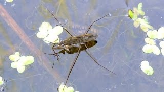 Gerris lacustris  Water Strider  Wasserläufer [upl. by Anua635]