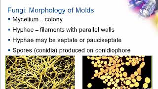 Introduction to Clinical Mycology Part 1 Hot Topic [upl. by Eniamurt148]