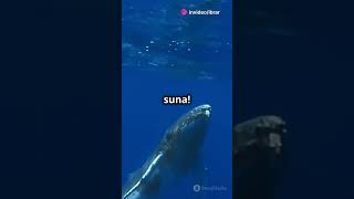 Whales Unique Sleep Trick Unihemispheric Sleep factshorts nature funnyshorts fishvideo views [upl. by Marston]