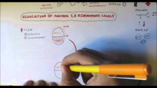 Fructose 6 Phosphate  Fructose 16 Bisphosphate Regulation  By F26BP [upl. by Theodoric]