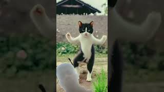 Dance India cute cat [upl. by Jaynell]