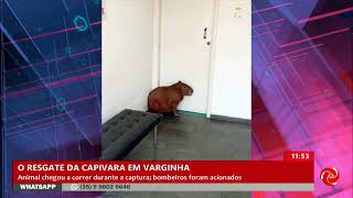 Capivara é capturada por Bombeiros em Varginha [upl. by Asante]