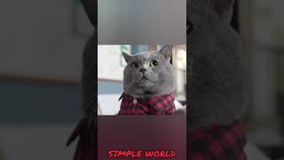 இது மந்திரமா இல்ல சைன்ஸ்ச  Cat vs Feviquick  SIMPLE WORLD [upl. by Lorilyn]