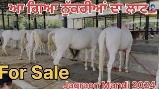 Nukri fillies for Sale in Jagraon Mandi 2024 l Gagan Sandhu Vlogs [upl. by Whitson]