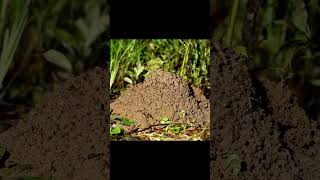 Timelapse Fire Ant Colony Collapsed by Rain then Rebuilt shorts [upl. by Caresa761]