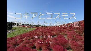 【国営ひたち海浜公園】コキアの最盛期になりました。 [upl. by Gnoz]