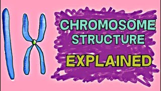 CHROMOSOME STRUCTURE  CHROMATIN CENTROMERE CONDENSED UNCONDENSED DUPLICATED UNDUPLICATED [upl. by Baten]