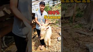 Saanen Goat [upl. by Kurtz]