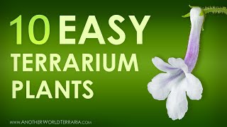 10 easy to grow miniature terrarium plants Awesome [upl. by Domonic]